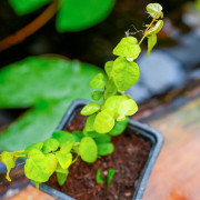 Ficus pumila Arina – Plante grimpante pour terrarium | JungleBox