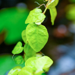 Ficus pumila Arina – Plante grimpante pour terrarium | JungleBox