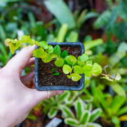 Ficus pumila Arina – Climbing Terrarium Plant | JungleBox