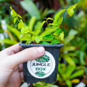 Ficus pumila Arina – Climbing Terrarium Plant | JungleBox