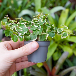 Ficus pumila ‘Bellus’ – Plante rampante tropicale | JungleBox