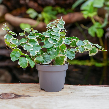 Ficus pumila bellus