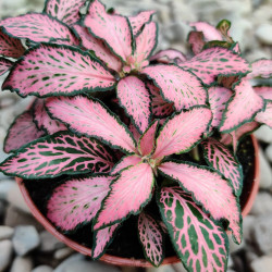 Fittonia Mosaic Pink Forest Flame – Plante terrarium | JungleBox