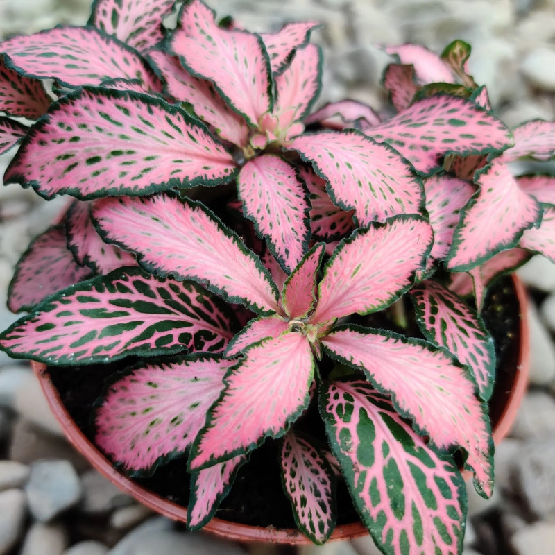 Fittonia Mosaic Pink Forest Flame – Plante terrarium | JungleBox