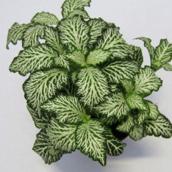 Fittonia MOSAIC WHITE TIGER – Plante terrarium | JungleBox