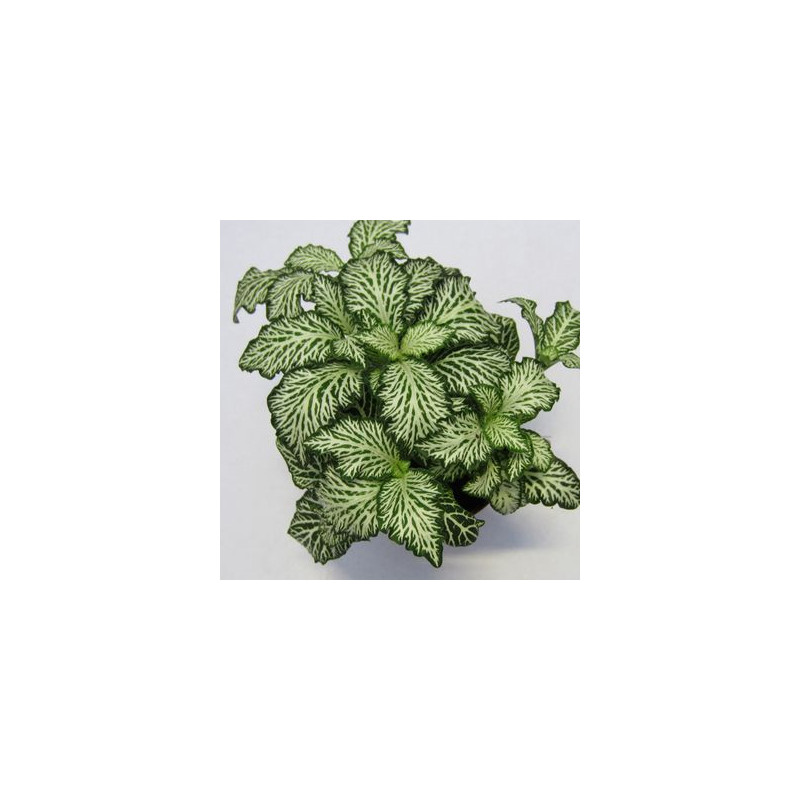 Fittonia MOSAIC WHITE TIGER – Plante terrarium | JungleBox