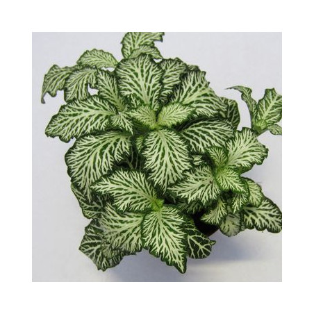 Fittonia MOSAIC WHITE TIGER – Plante terrarium | JungleBox
