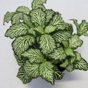 Fittonia MOSAIC WHITE TIGER – Plante terrarium | JungleBox