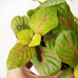 Fittonia Bubble Green – Plante terrarium tropical | JungleBox