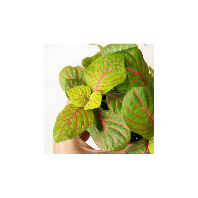 Fittonia Bubble Green – Plante terrarium tropical | JungleBox