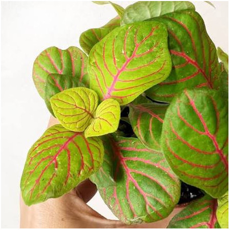 Fittonia Bubble Green – Plante terrarium tropical | JungleBox