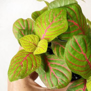 Fittonia Bubble Green – Plante terrarium tropical | JungleBox