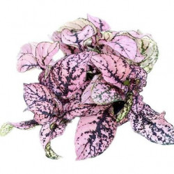 Hypoestes Proto Rose – Pink Tropical Plant | JungleBox