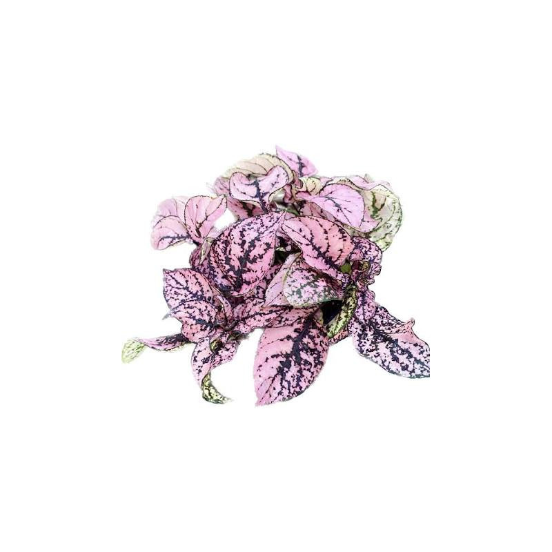 Hypoestes Proto Rose – Plante tropicale rose | JungleBox