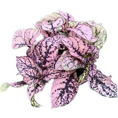 Hypoestes Proto Rose – Plante tropicale rose | JungleBox