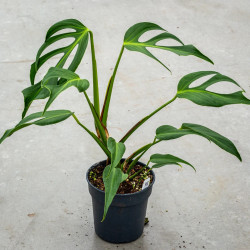 Monstera Burle Marx Flame – Plante rare de collection | JungleBox