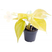 Philodendron scandens Neon – Plante terrarium | JungleBox
