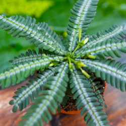 Biophytum zenkeri – Tropical Terrarium Plant | JungleBox