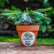 Biophytum zenkeri – Tropical Terrarium Plant | JungleBox