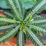 Biophytum zenkeri – Tropical Terrarium Plant | JungleBox