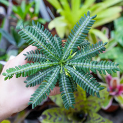 Biophytum zenkeri – Plante tropicale pour terrarium | JungleBox