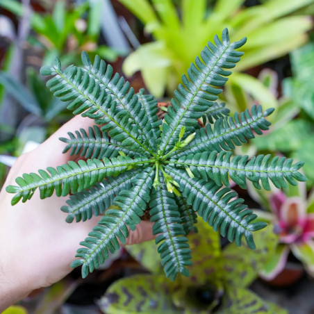Biophytum zenkeri – Tropical Terrarium Plant | JungleBox