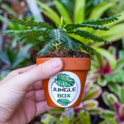 Biophytum zenkeri – Tropical Terrarium Plant | JungleBox
