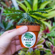Biophytum zenkeri – Tropical Terrarium Plant | JungleBox