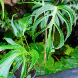 Monstera Burle Marx Flame – Plante rare de collection | JungleBox