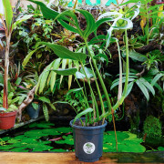 Monstera Burle Marx Flame – Plante rare de collection | JungleBox