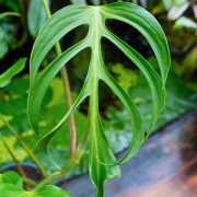 Monstera Burle Marx Flame – Plante rare de collection | JungleBox