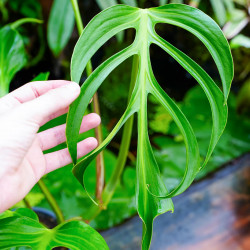 Monstera Burle Marx Flame – Plante rare de collection | JungleBox