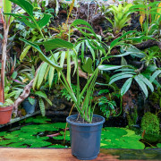 Monstera Burle Marx Flame – Plante rare de collection | JungleBox