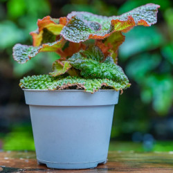 Begonia solimutata