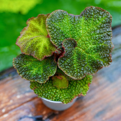 Begonia solimutata – Feuillage graphique et nervuré | JungleBox