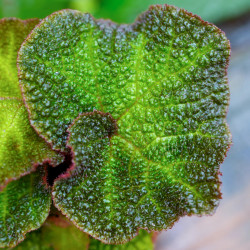 Begonia solimutata