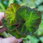 Begonia solimutata