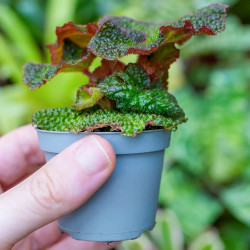 Begonia solimutata