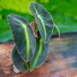 Begonia listada – Bégonia botanique pour terrarium | JungleBox