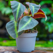 Begonia listada – Bégonia botanique pour terrarium | JungleBox