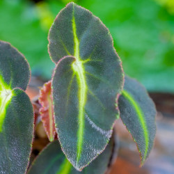 Begonia listada – Bégonia botanique pour terrarium | JungleBox