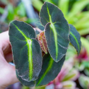 Begonia listada – Bégonia botanique pour terrarium | JungleBox