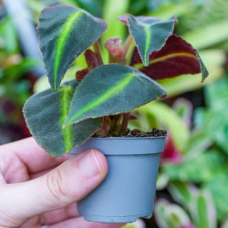 Begonia listada – Bégonia botanique pour terrarium | JungleBox