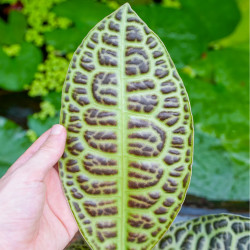 Labisia turtle back