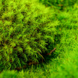 Mousse Dicranum scoparium – Mousse naturelle pour terrarium humide | JungleBox