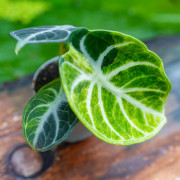 Alocasia reginula ‘Ninja’ Variegata – Rare Variegated Alocasia