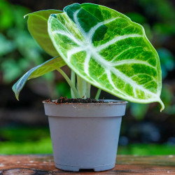 Alocasia reginula ‘Ninja’ Variegata – Rare Variegated Alocasia