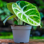 Alocasia reginula ‘Ninja’ Variegata – Rare Variegated Alocasia