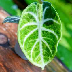 Alocasia reginula ‘Ninja’ Variegata – Alocasia rare panachée