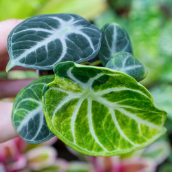 Alocasia reginula ‘Ninja’ Variegata – Rare Variegated Alocasia